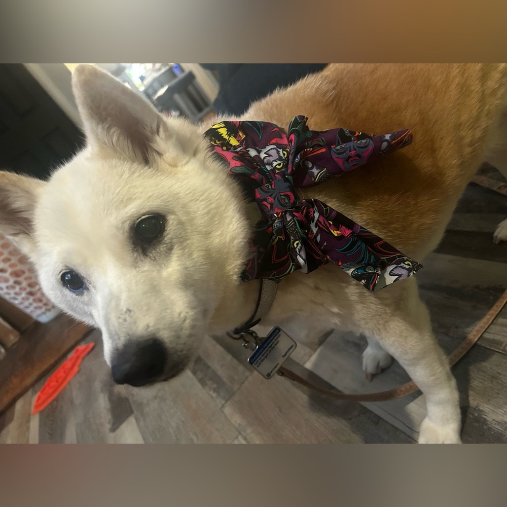 Beautiful Disney Villains Dog Sailor Bow L/XL